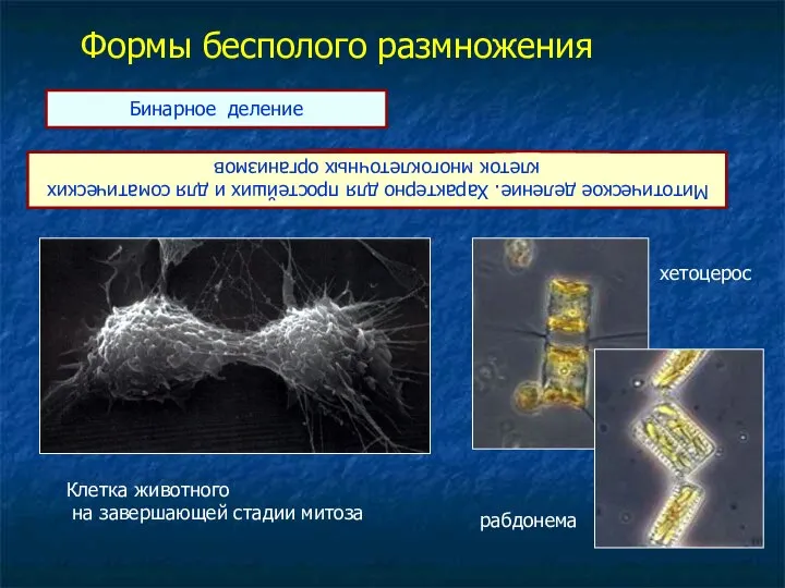 Формы бесполого размножения Бинарное деление Митотическое деление. Характерно для простейших и