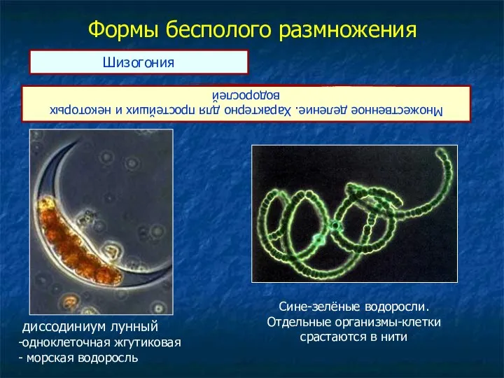 Формы бесполого размножения Множественное деление. Характерно для простейших и некоторых водорослей