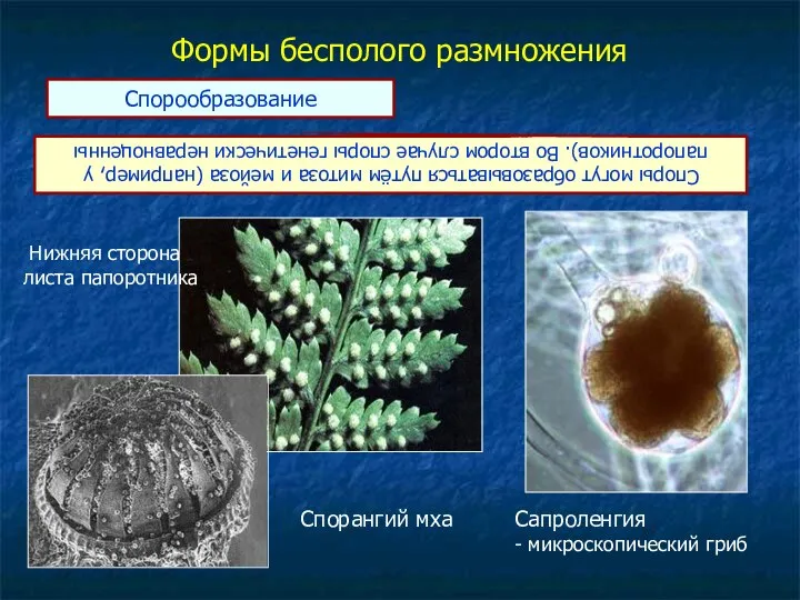 Формы бесполого размножения Споры могут образовываться путём митоза и мейоза (например,