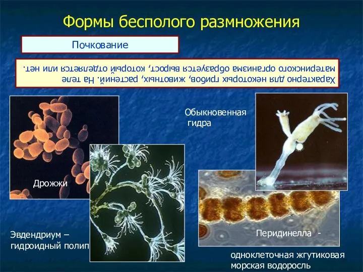 Формы бесполого размножения Почкование Характерно для некоторых грибов, животных, растений. На