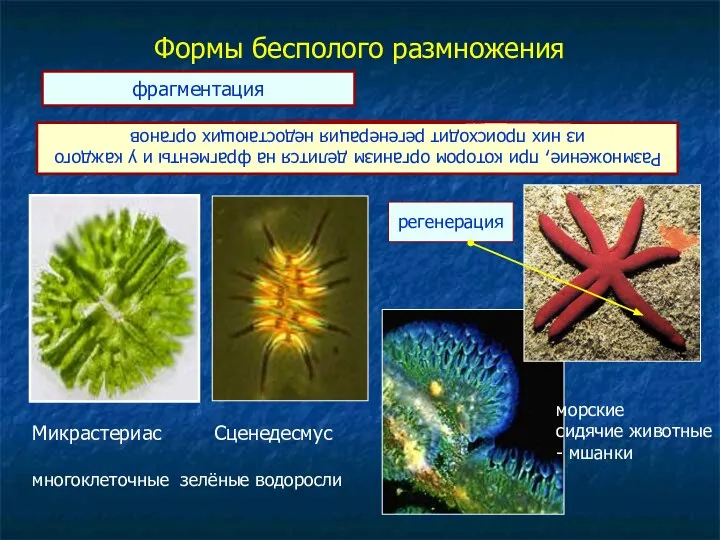 Формы бесполого размножения Размножение, при котором организм делится на фрагменты и