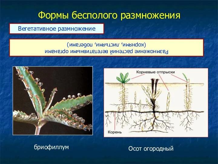 Формы бесполого размножения Размножение растений вегетативными органами (корнями, листьями, побегами) Вегетативное размножение бриофиллум Осот огородный