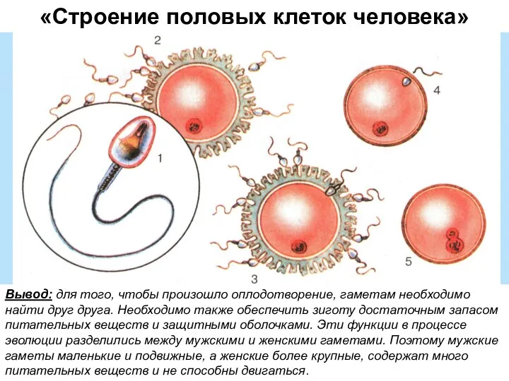 «Строение половых клеток человека» Вывод: для того, чтобы произошло оплодотворение, гаметам