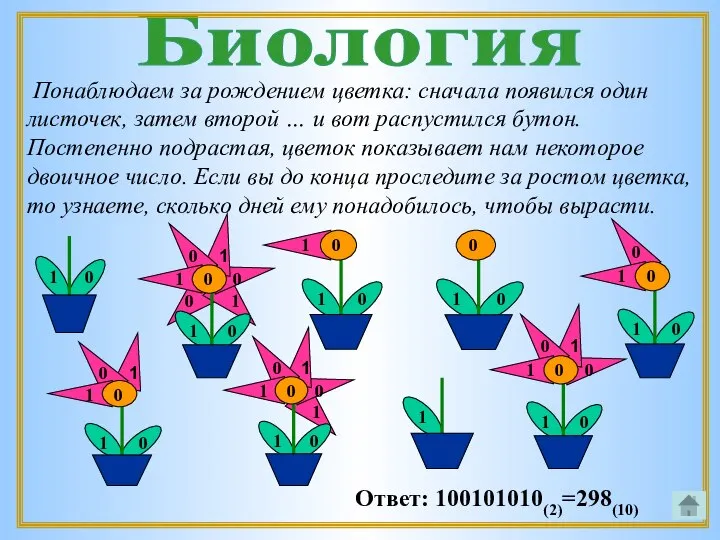 Биология Понаблюдаем за рождением цветка: сначала появился один листочек, затем второй