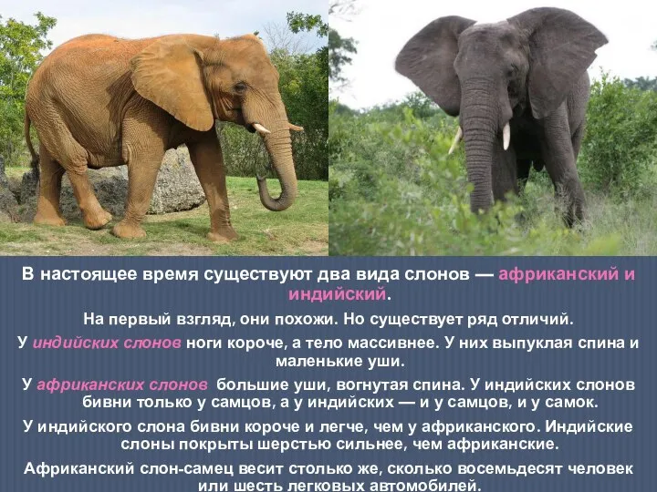 В настоящее время существуют два вида слонов — африканский и индийский.