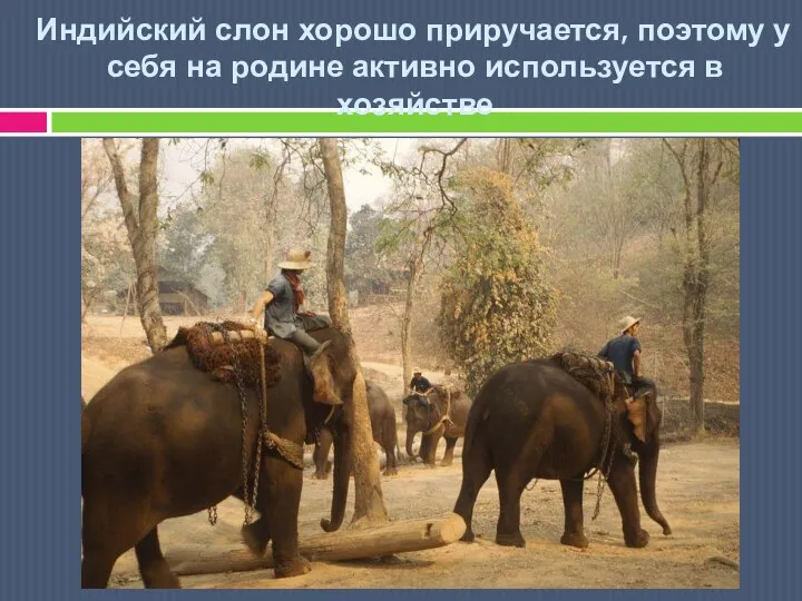 Индийский слон хорошо приручается, поэтому у себя на родине активно используется в хозяйстве