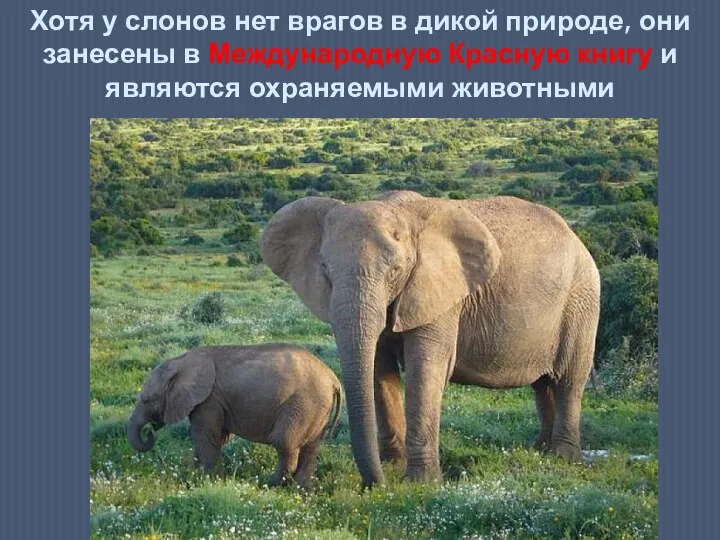 Хотя у слонов нет врагов в дикой природе, они занесены в