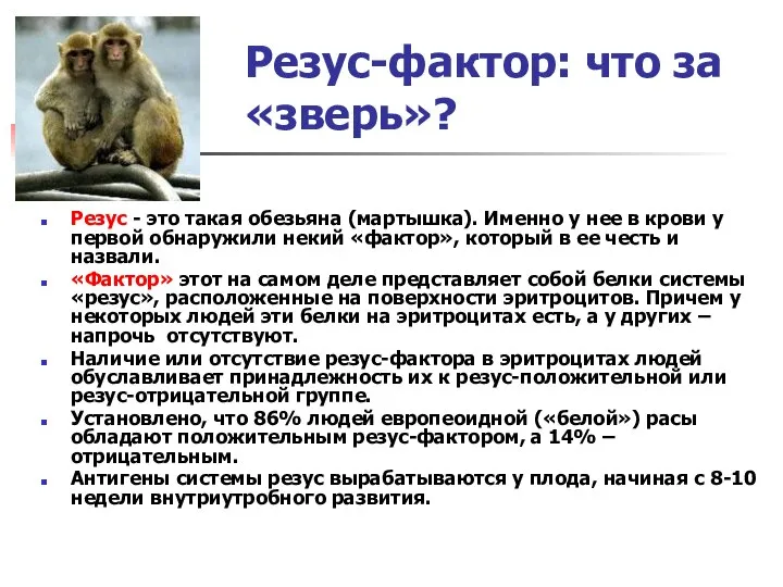 Резус-фактор: что за «зверь»? Резус - это такая обезьяна (мартышка). Именно