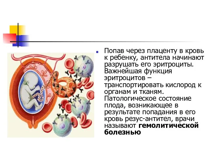 Попав через плаценту в кровь к ребенку, антитела начинают разрушать его