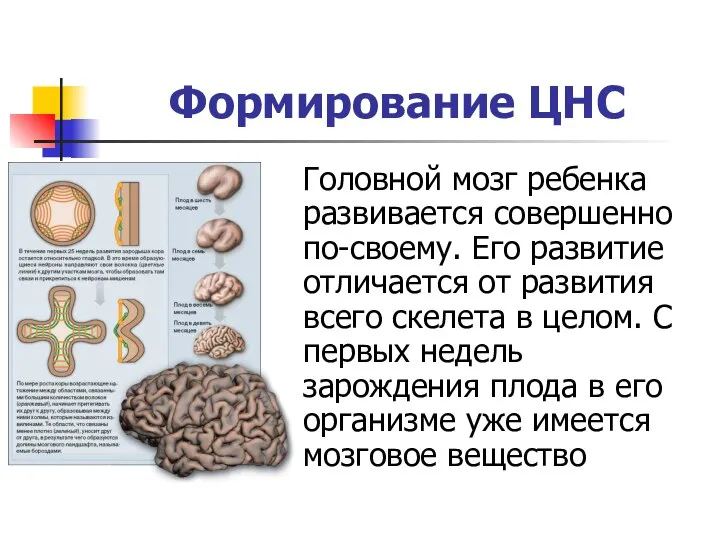 Формирование ЦНС Головной мозг ребенка развивается совершенно по-своему. Его развитие отличается