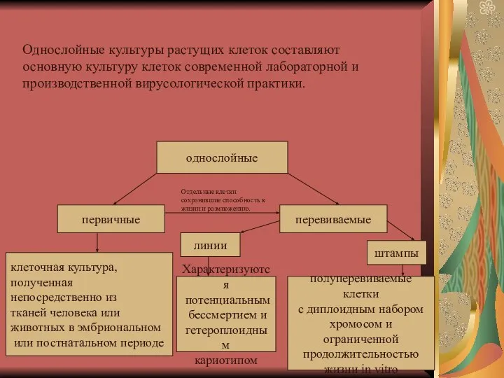 однослойные первичные перевиваемые клеточная культура, полученная непосредственно из тканей человека или