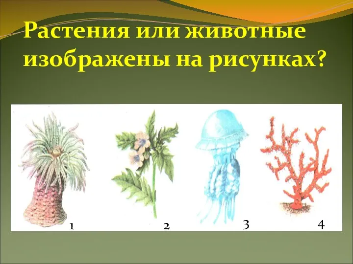 Растения или животные изображены на рисунках? 1 2 3 4