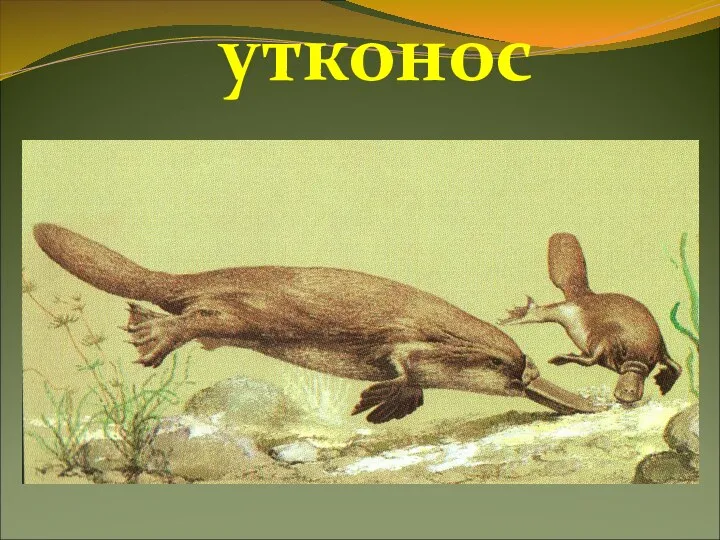 утконос