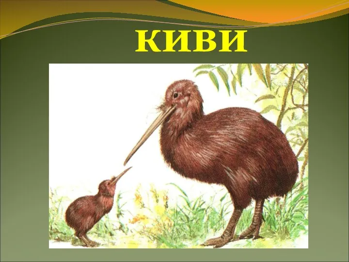 киви