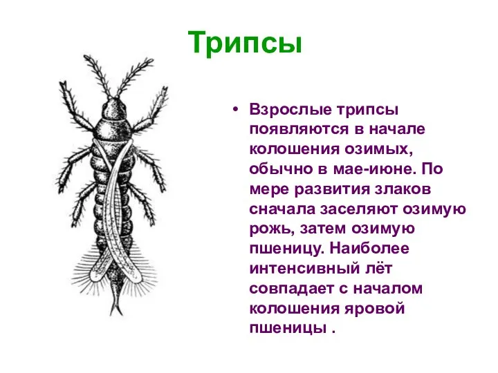 Трипсы Взрослые трипсы появляются в начале колошения озимых, обычно в мае-июне.