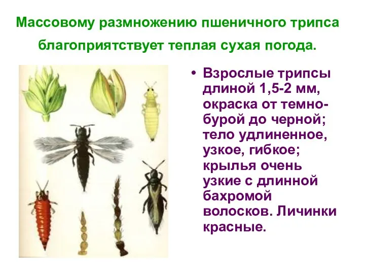 Массовому размножению пшеничного трипса благоприятствует теплая сухая погода. Взрослые трипсы длиной