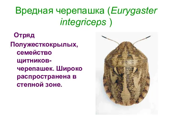 Вредная черепашка (Eurygaster integriceps ) Отряд Полужесткокрылых, семейство щитников-черепашек. Широко распространена в степной зоне.