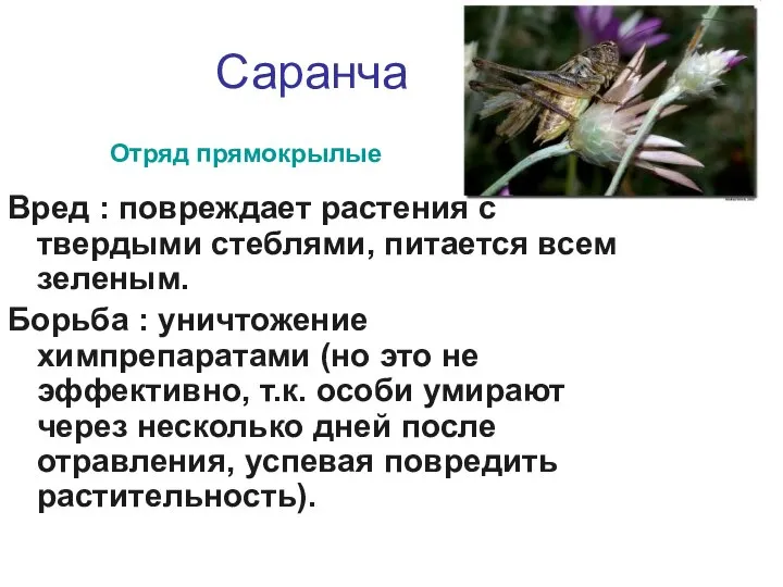 Саранча Вред : повреждает растения с твердыми стеблями, питается всем зеленым.