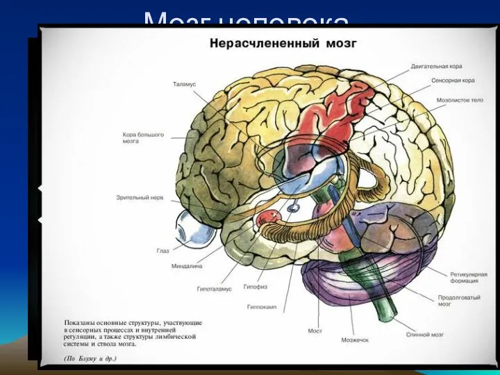 Мозг человека