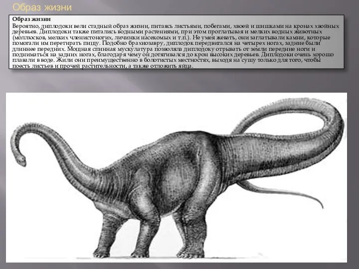 Образ жизни Образ жизни Вероятно, диплодоки вели стадный образ жизни, питаясь