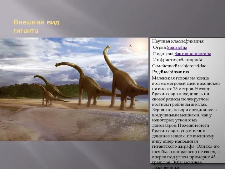 Внешний вид гиганта Научная классификация Отряд:Saurischia Подотряд:Sauropodomorpha Инфраотряд:Sauropoda Семейство:Brachiosauridae Род:Brachiosaurus Маленькая