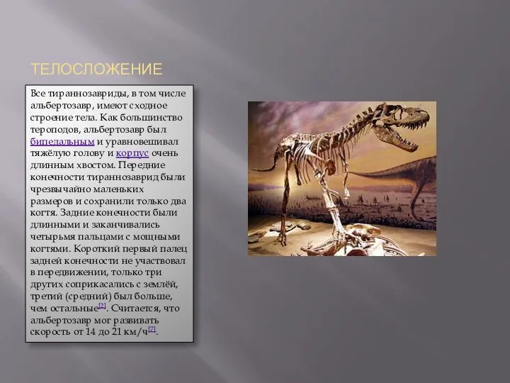 ТЕЛОСЛОЖЕНИЕ Все тираннозавриды, в том числе альбертозавр, имеют сходное строение тела.