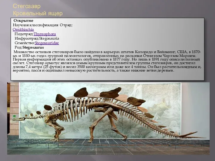 Стегозавр Кровельный ящер Открытие Научная классификация Отряд: Ornithischia Подотряд:Thyreophora Инфраотряд:Stegosauria Семейство:Stegosauridae