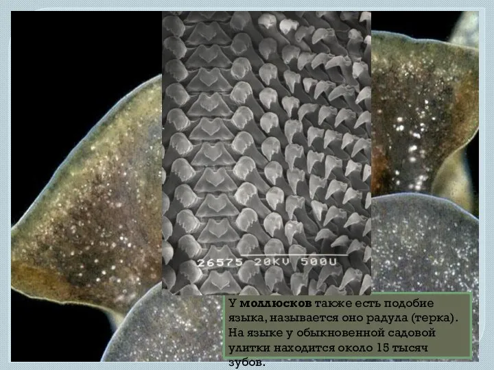 У моллюсков также есть подобие языка, называется оно радула (терка). На