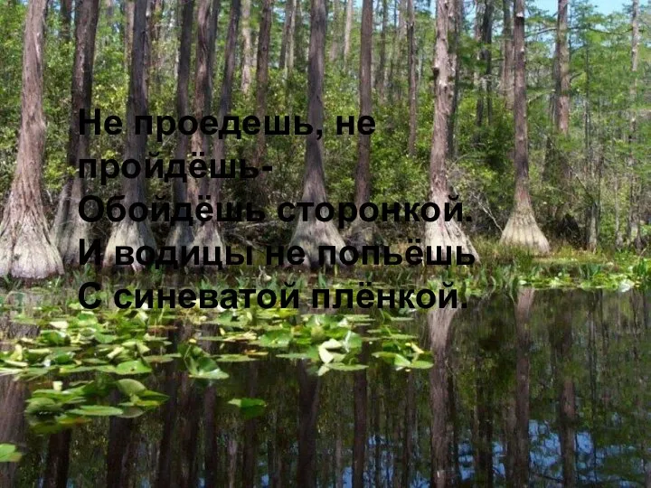 Не проедешь, не пройдёшь- Обойдёшь сторонкой. И водицы не попьёшь С синеватой плёнкой.