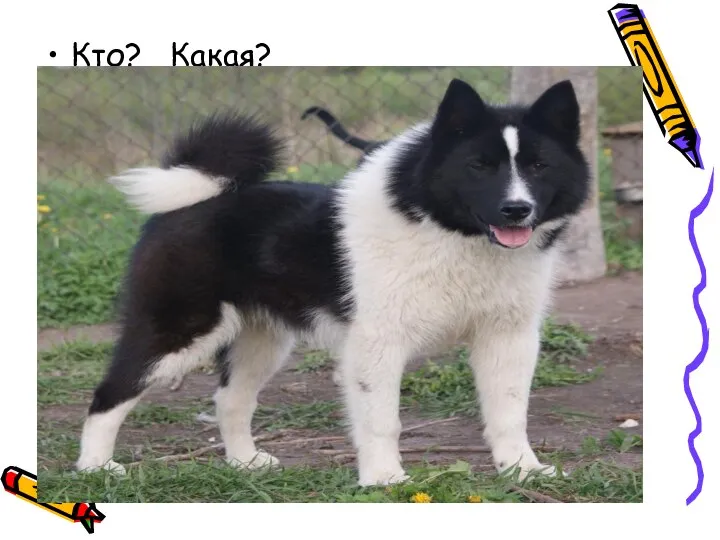 Кто? Какая?