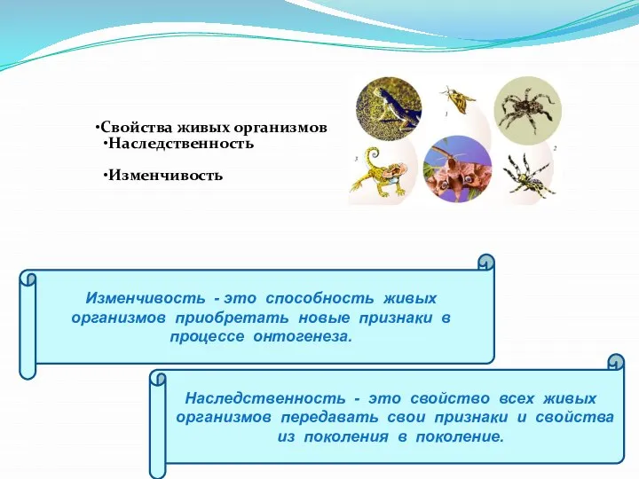 Изменчивость - это способность живых организмов приобретать новые признаки в процессе