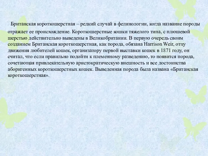 Британская короткошерстная – редкий случай в фелинологии, когда название породы отражает