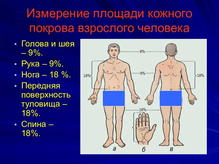 Измерение площади кожного покрова взрослого человека Голова и шея – 9%.