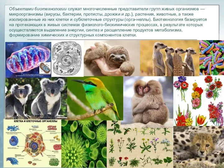 Объектами биотехнологии служат многочисленные представители групп живых организмов — микроорганизмы (вирусы,