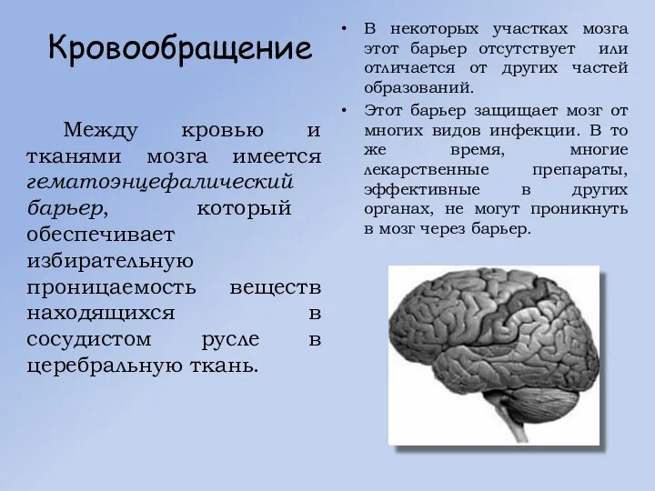 Кровообращение В некоторых участках мозга этот барьер отсутствует или отличается от