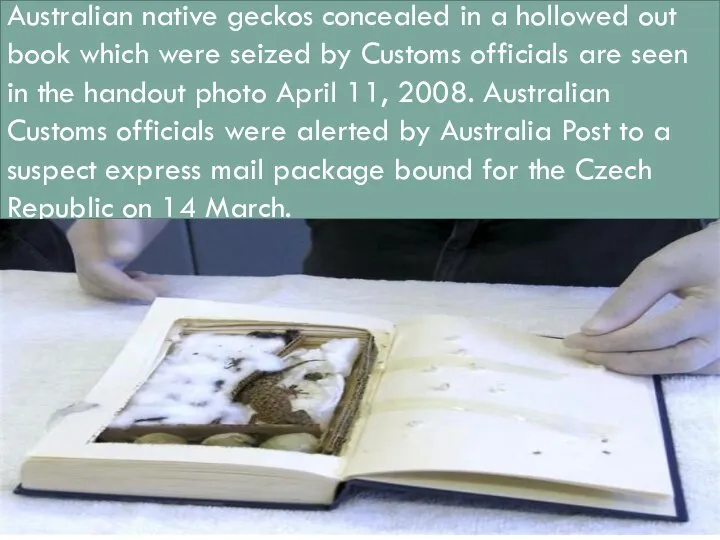 Australian native geckos concealed in a hollowed out book which were