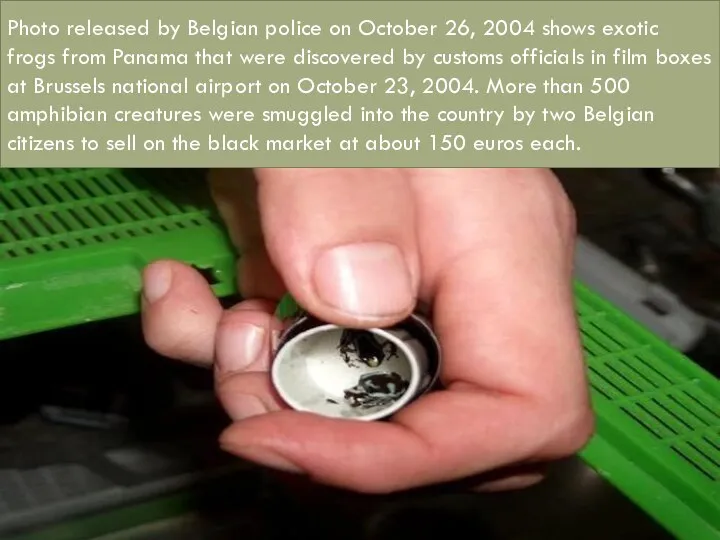 Photo released by Belgian police on October 26, 2004 shows exotic