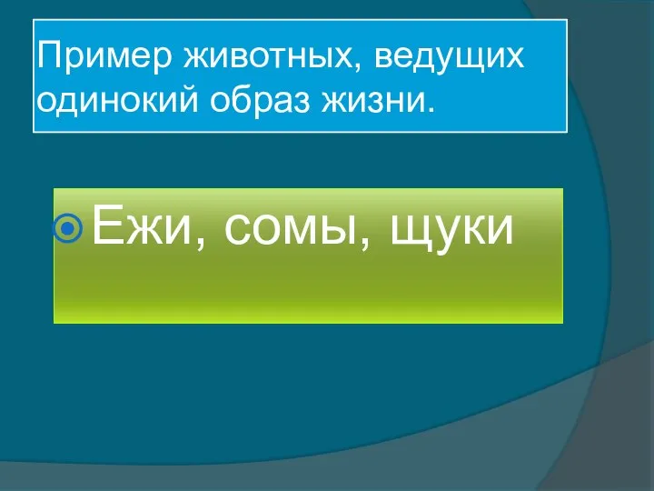 Пример животных, ведущих одинокий образ жизни. Ежи, сомы, щуки