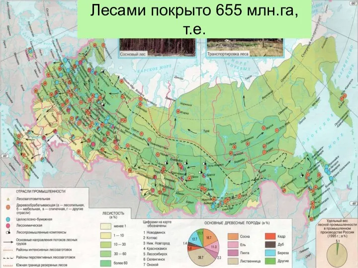 Лесами покрыто 655 млн.га, т.е. (45% территории России)