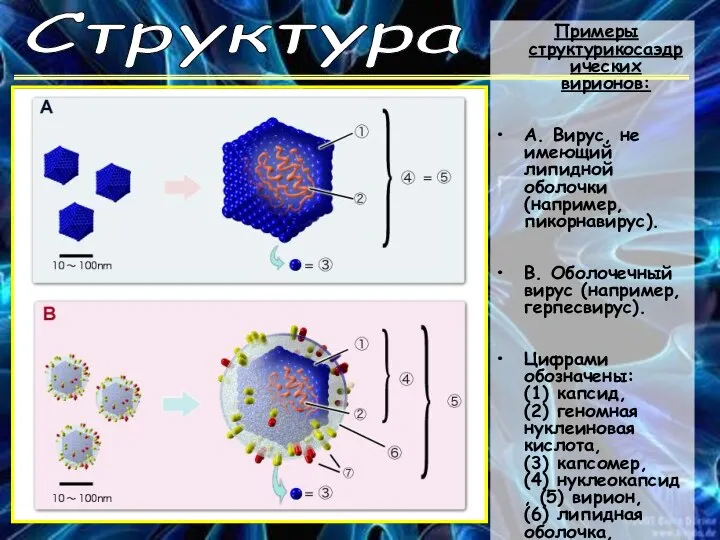 Структура Примеры структурикосаэдрических вирионов: А. Вирус, не имеющий липидной оболочки (например,