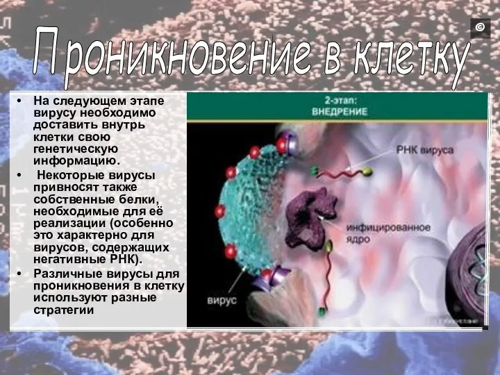 На следующем этапе вирусу необходимо доставить внутрь клетки свою генетическую информацию.