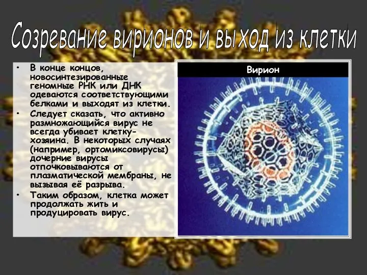 В конце концов, новосинтезированные геномные РНК или ДНК одеваются соответствующими белками