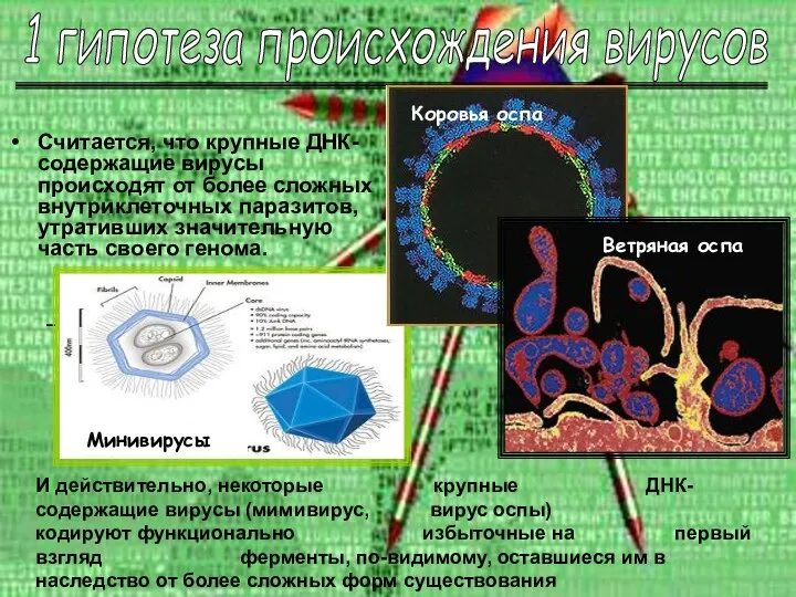 Считается, что крупные ДНК-содержащие вирусы происходят от более сложных внутриклеточных паразитов,