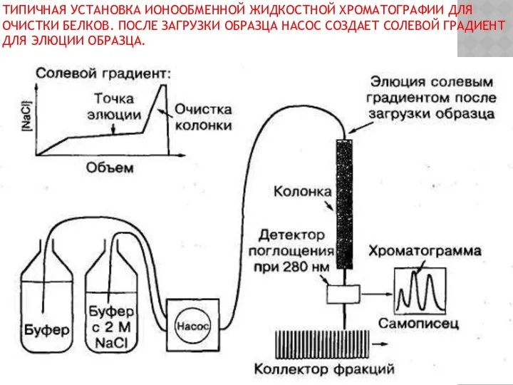 ТИПИЧНАЯ УСТАНОВКА ИОНООБМЕННОЙ ЖИДКОСТНОЙ ХРОМАТОГРАФИИ ДЛЯ ОЧИСТКИ БЕЛКОВ. ПОСЛЕ ЗАГРУЗКИ ОБРАЗЦА