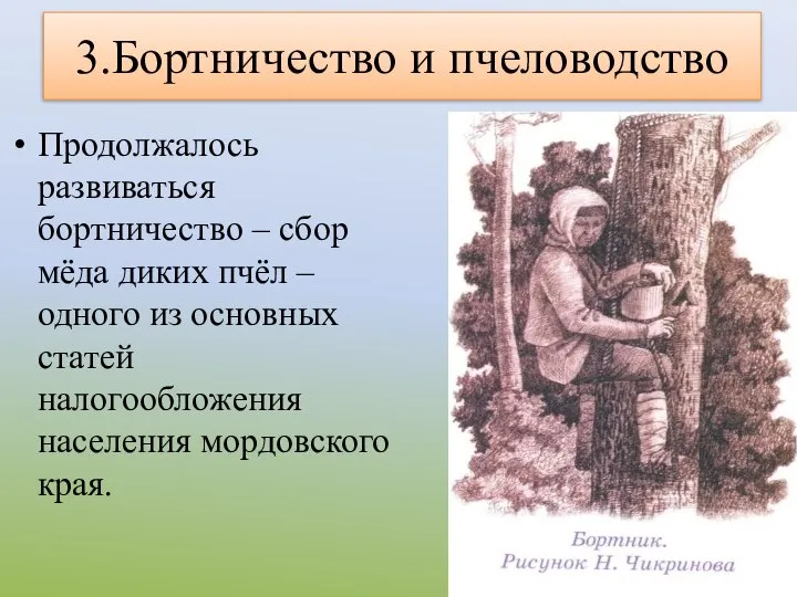 3.Бортничество и пчеловодство Продолжалось развиваться бортничество – сбор мёда диких пчёл