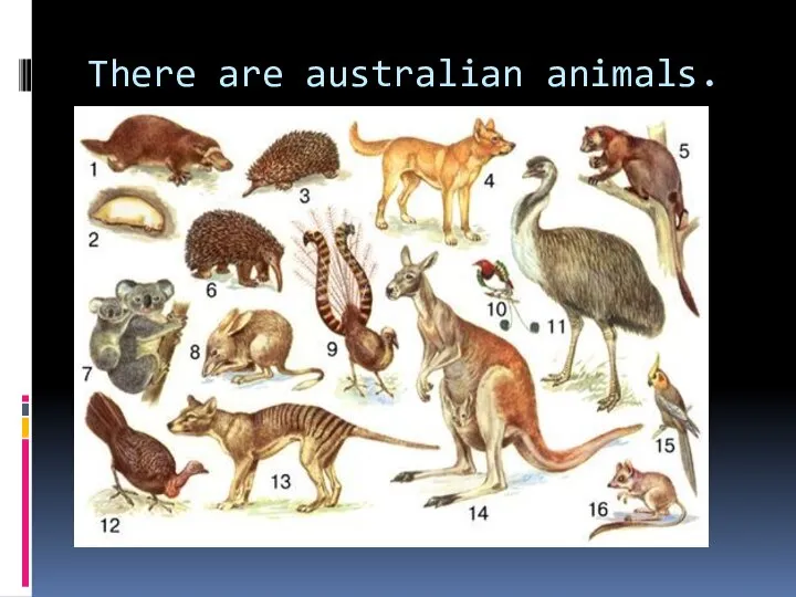 There are australian animals.