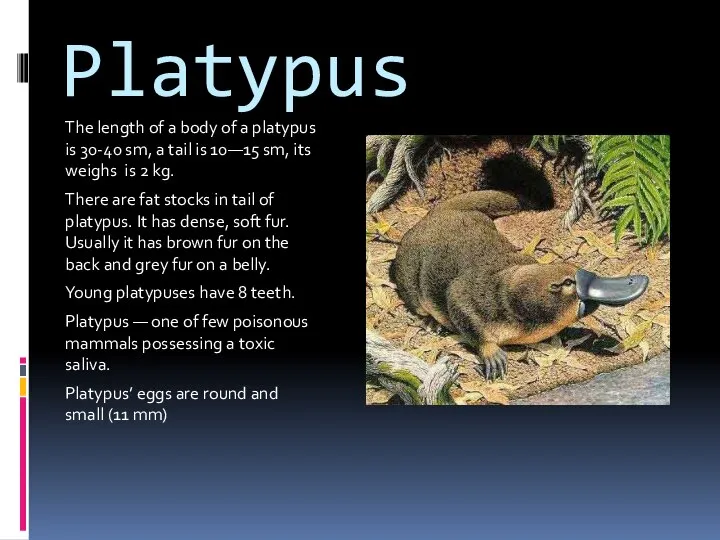 Platypus The length of a body of a platypus is 30-40