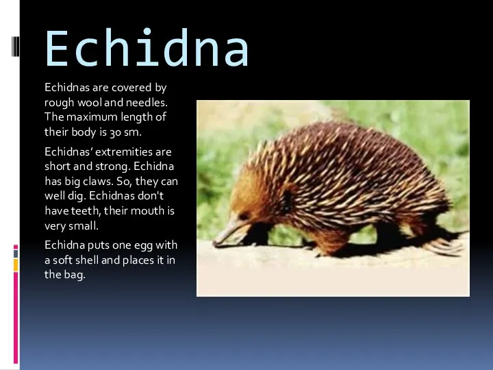 Echidna Echidnas are covered by rough wool and needles. The maximum