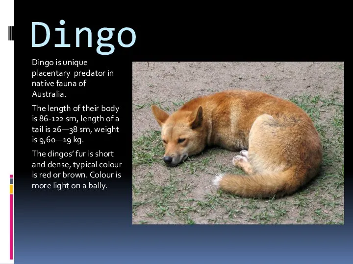 Dingo Dingo is unique placentary predator in native fauna of Australia.