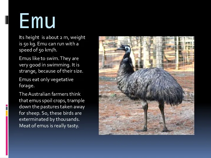 Emu Its height is about 2 m, weight is 50 kg.